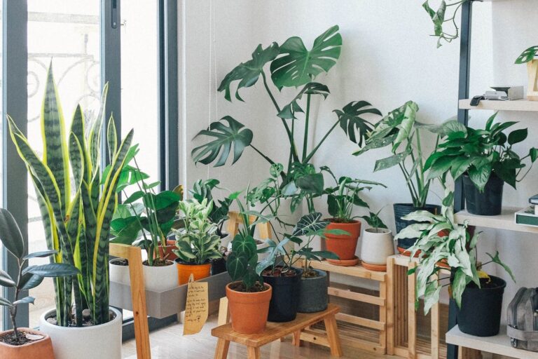 Zieleń w domu. Jak wprowadzić rośliny do aranżacji wnętrz?